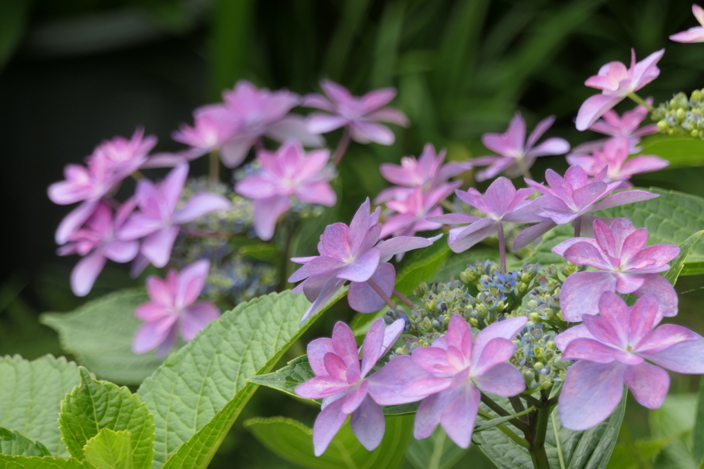 P1023879　ダンスパーティー