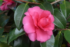 P1390341　山茶花