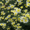 P1069412　菊