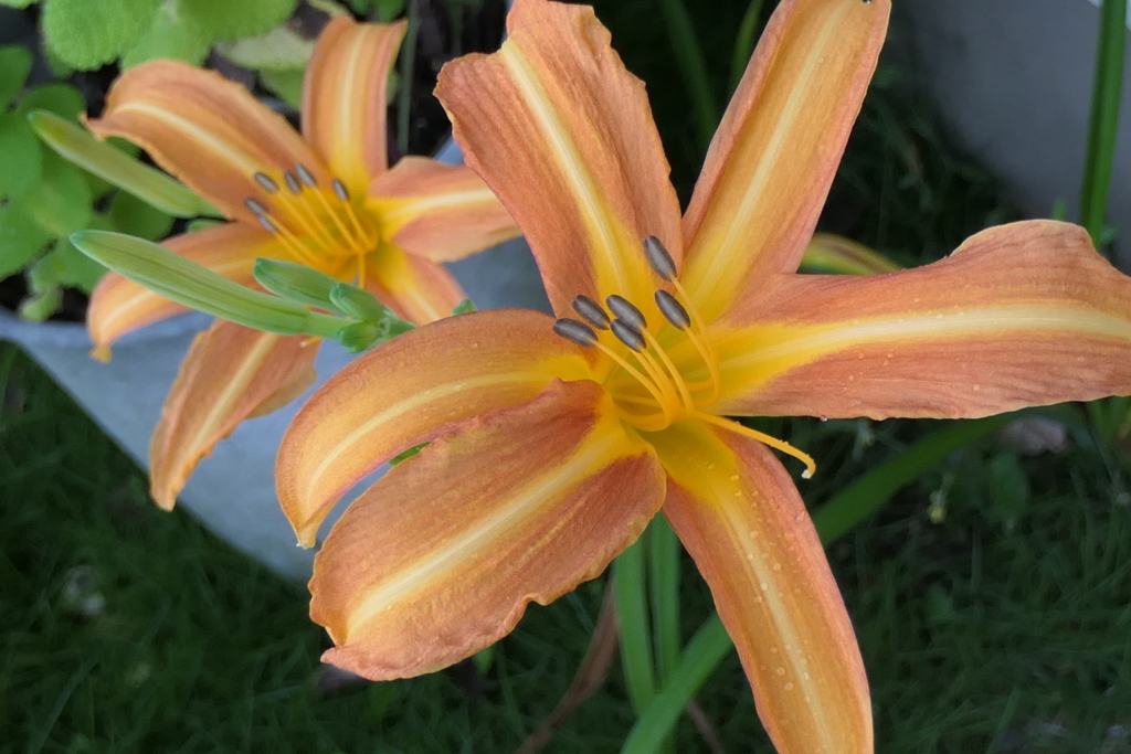 P1012596　忘れ草