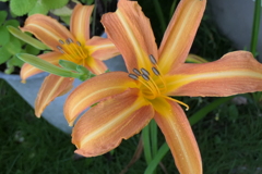 P1012596　忘れ草