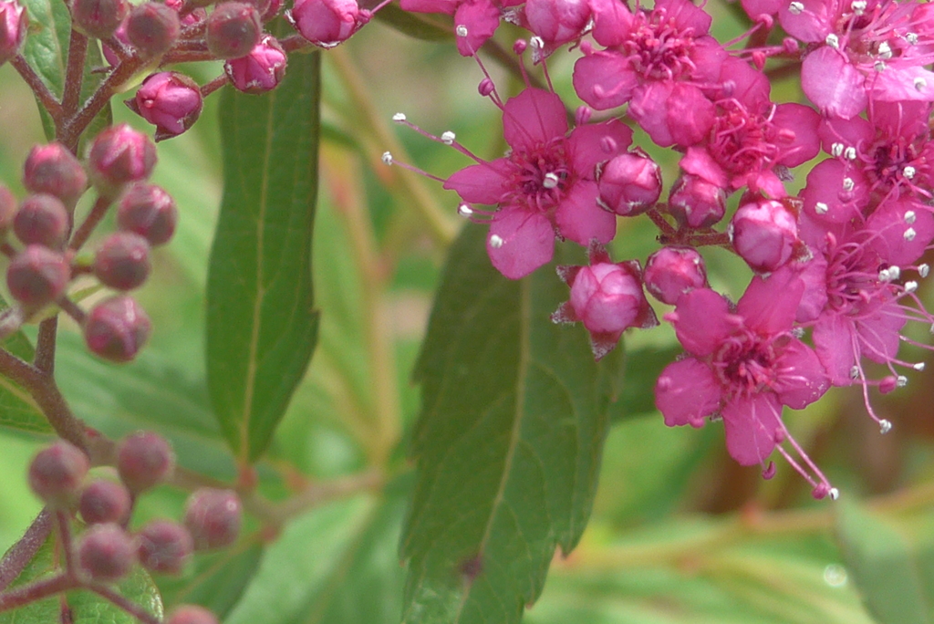 P1220836　シモツケ