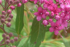 P1220836　シモツケ