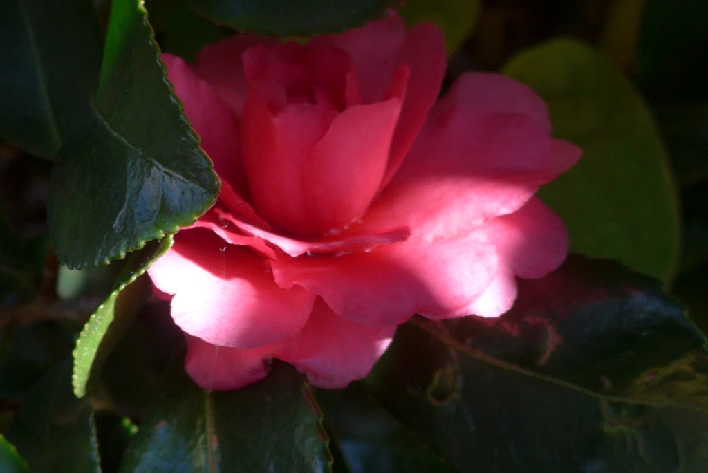 P1390282　木漏れ日に