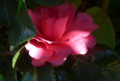 P1390282　木漏れ日に