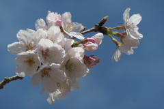 P1023513　さくら