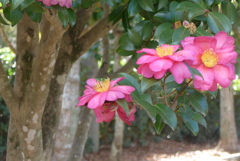 P1390463　サザンカ