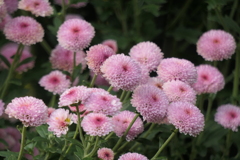 P1069418　菊
