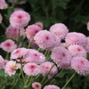 P1069418　菊
