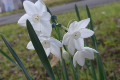 P1390332　スイセン