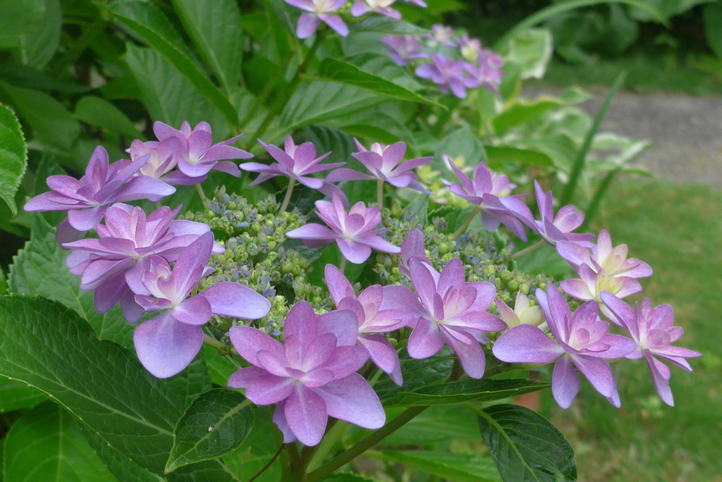 P1090804　あじさい