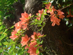 P1090151　ヤマツツジ