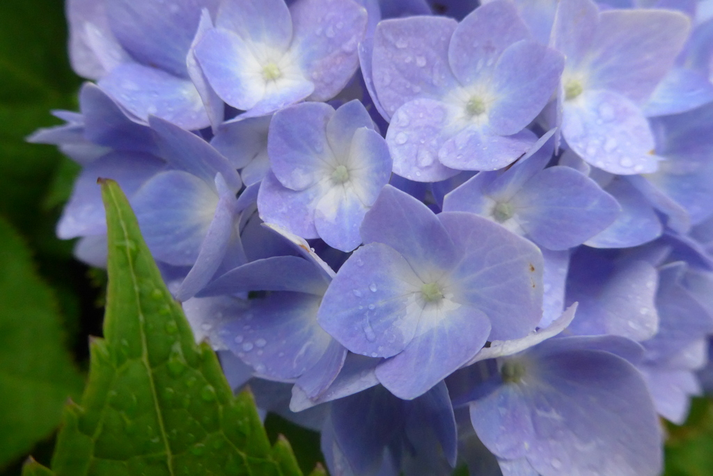 P1230090　さわやかブルー