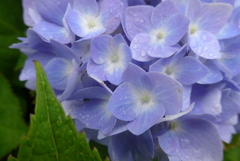 P1230090　さわやかブルー