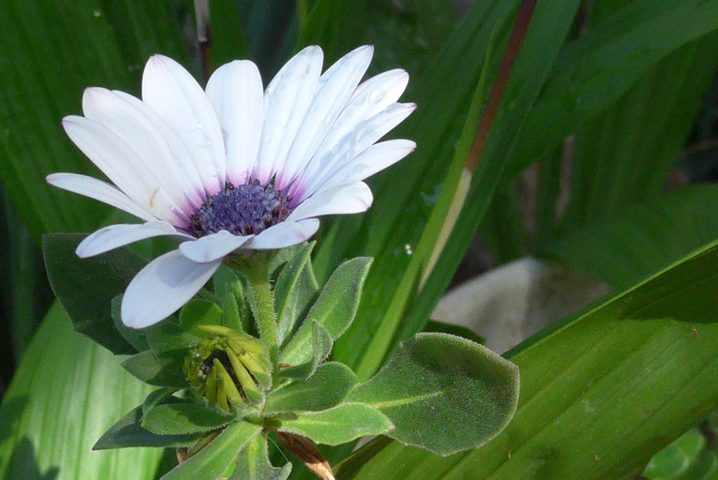 P1080529　ひっそりと…