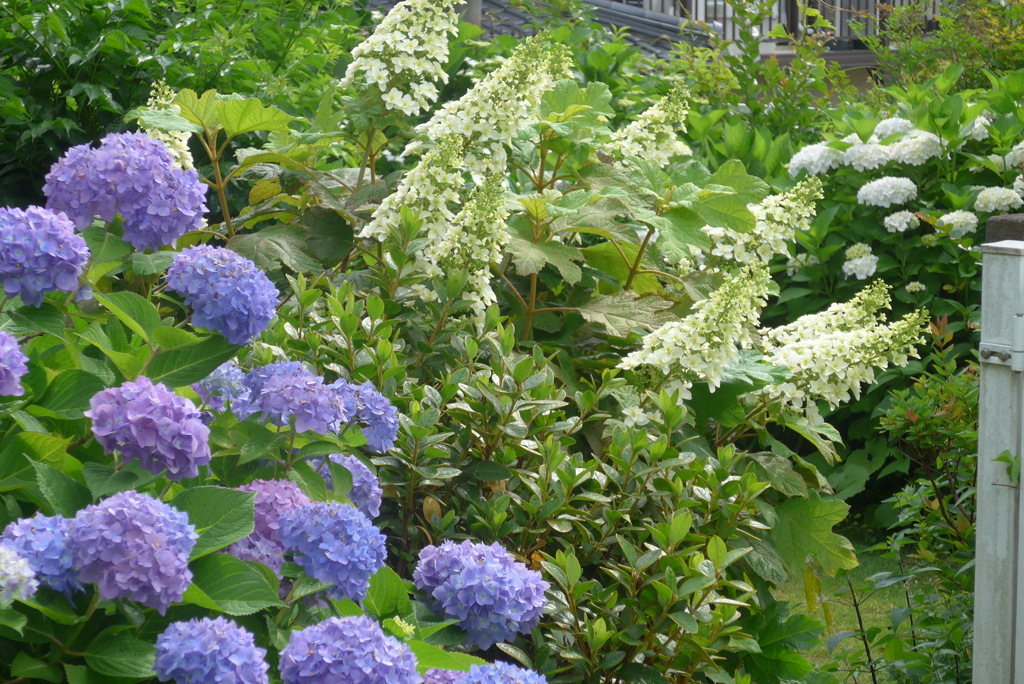 P1270509　梅雨の庭
