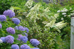 P1270509　梅雨の庭