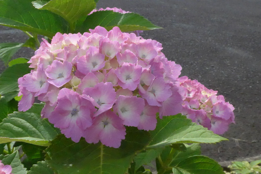 P1330287　あじさい