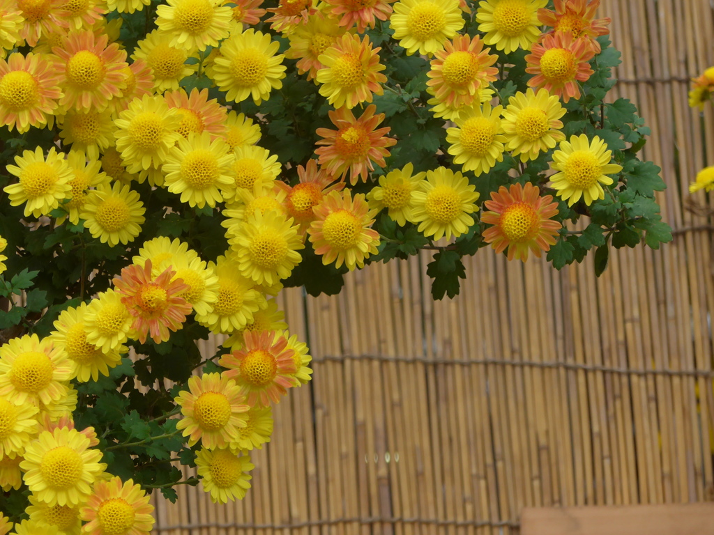 菊