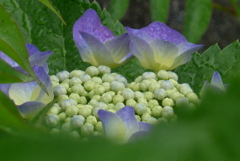 P1230094　あじさい