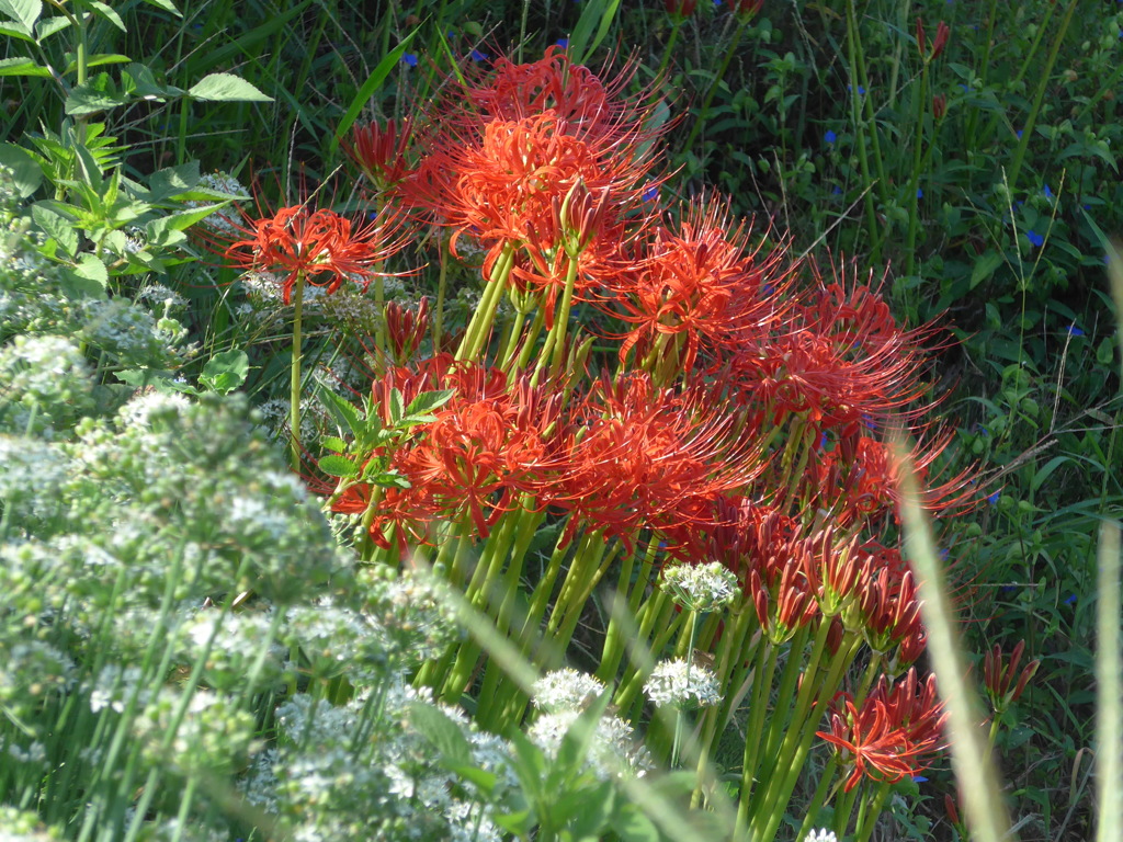 P1110541　ニラの花と彼岸花