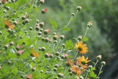 P1069496　菊