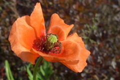 P1210063　癒し（花言葉）