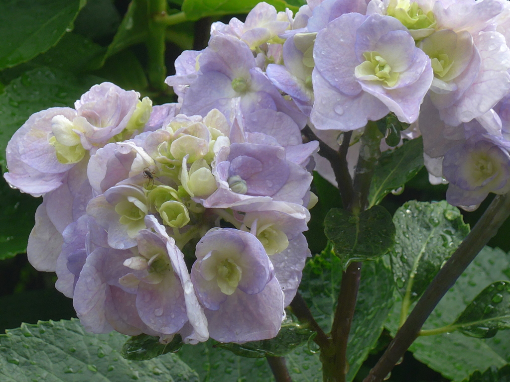 P1160248　上品に