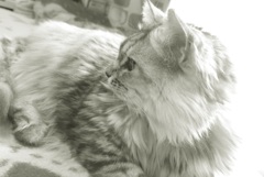 P1070915　2月22日 猫の日