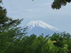 P1090007　緑と富士山