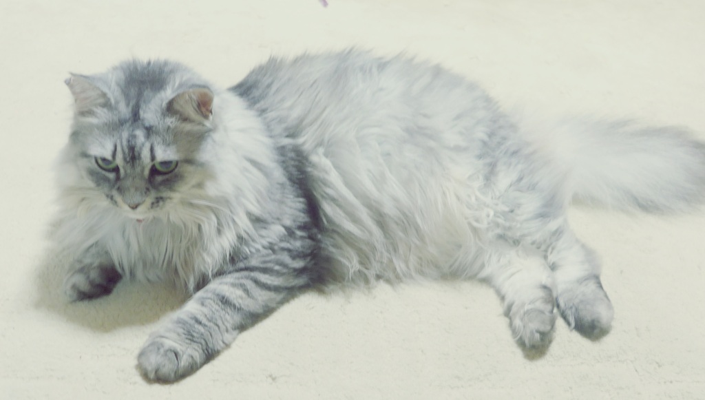 P1160605 (2)　ねこさん