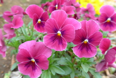 P1080457　ビオラ