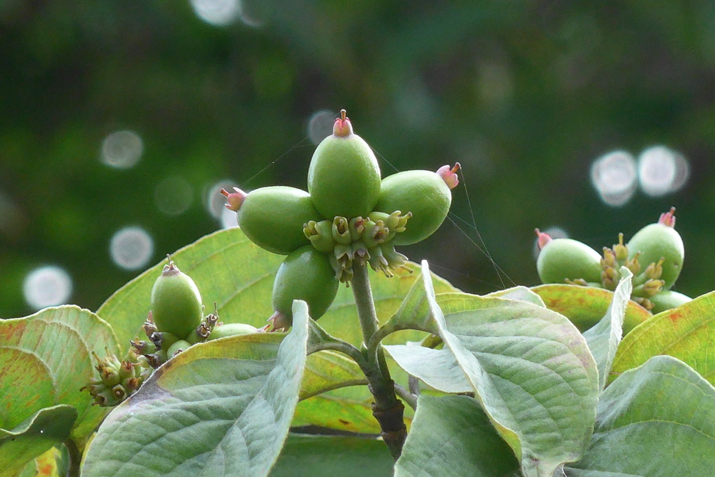 P1240185　ハナミズキの実