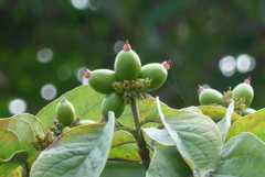 P1240185　ハナミズキの実