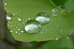 P1270115　水滴