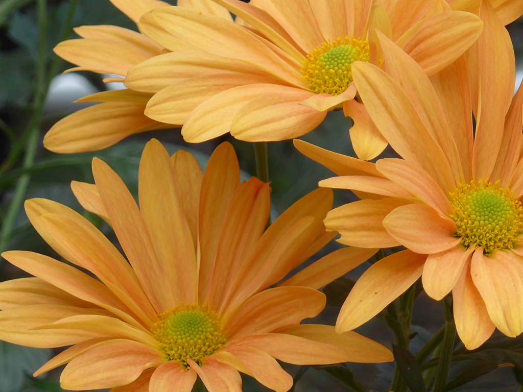 P1120431　「菊まつり」にて