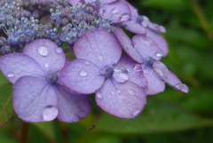 P1090842　雨上がりに