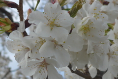 P1210105　白い桜