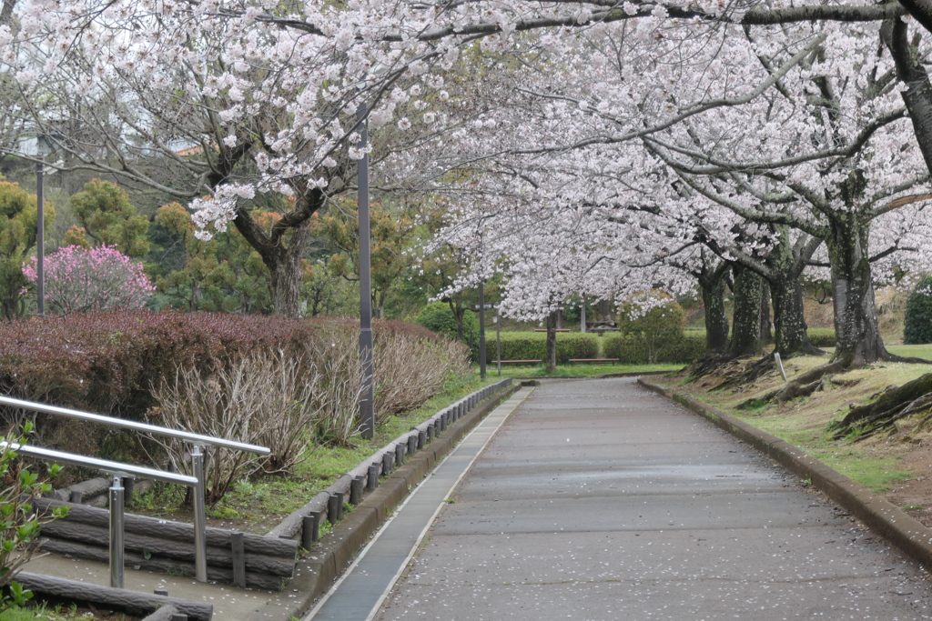 P1057893　桜咲く公園