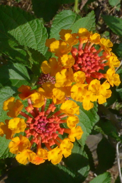 P1230450　ランタナ
