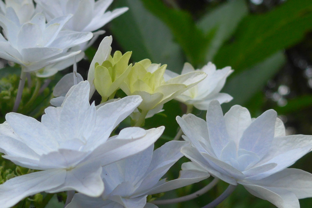 P1100195　あじさい