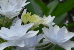 P1100195　あじさい