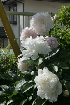 P1080176　芍薬