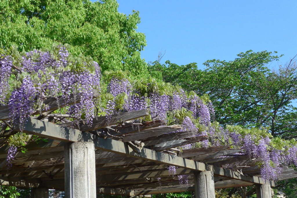 P1380376　公園の藤