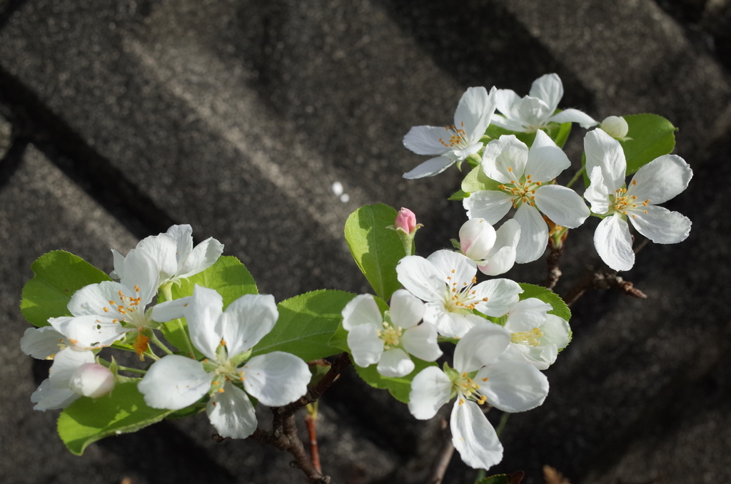 R0352780　ヒメリンゴの花