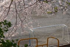 P1140558　小学校グランドと桜