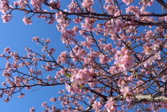 P1370560　河津桜