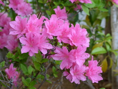 P1080550　ツツジ