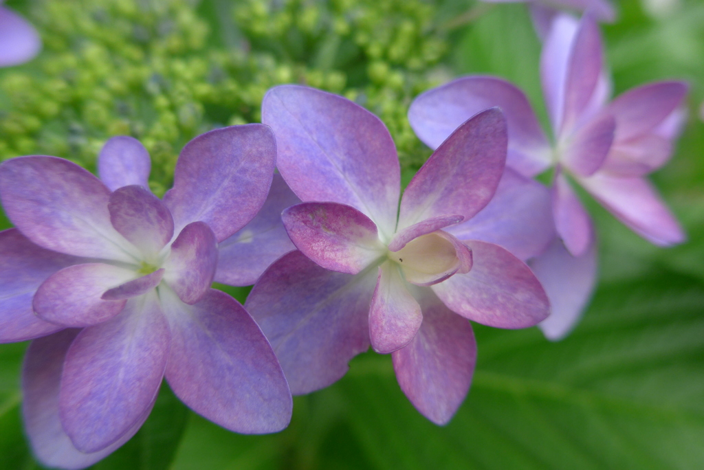 P1090789　踊りましょう♪