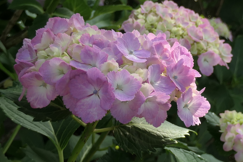 P1046031　愛らしいね